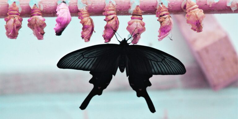 A black butterfly resting against cocoons, symbolising transformation, growth, and emergence.