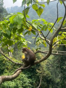 Monkey eating sweetcorn during a visit to Kerala, India